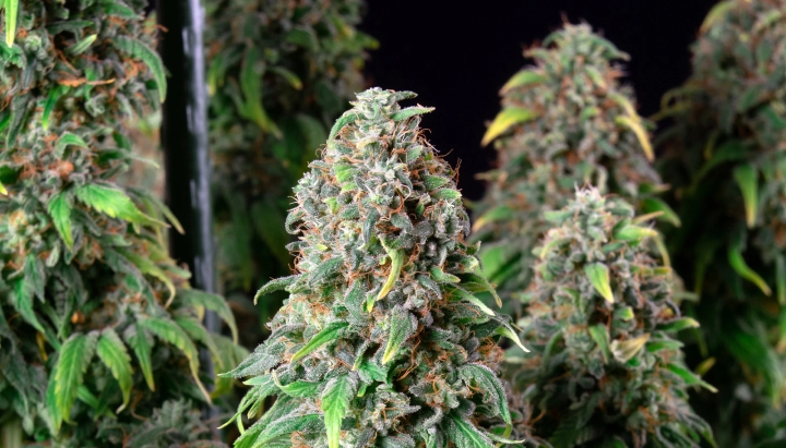 Wedding Gelato: compacte soort met het hoogste THC-gehalte Wedding Gelato cannabisplant met dichte frostige toppen, oranje stampers, groen blad en harsrijke bloeiende cola’s.