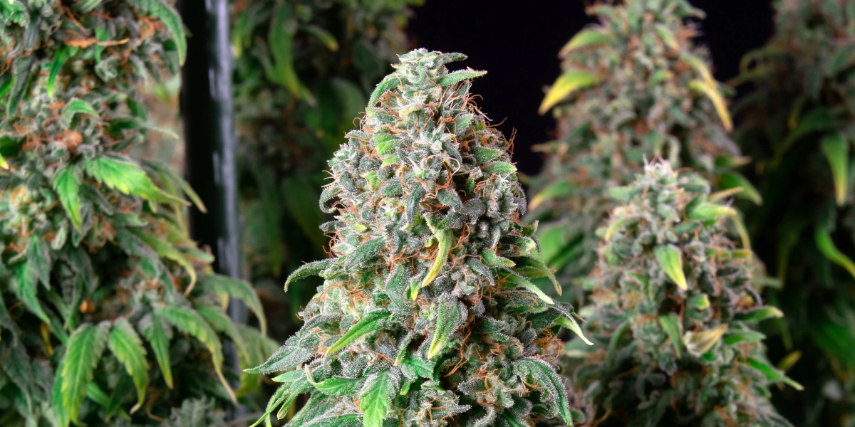 Wedding Gelato: compacte soort met het hoogste THC-gehalte Wedding Gelato cannabisplant met dichte frostige toppen, oranje stampers, groen blad en harsrijke bloeiende cola’s.