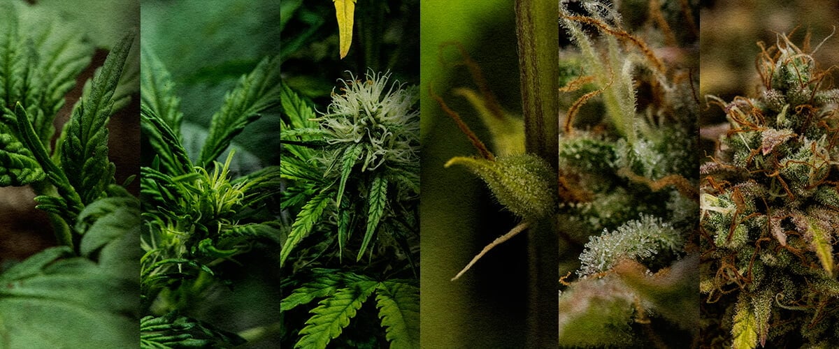 Autoflower Buiten Kweken: Wekelijkse Tijdslijn (Start Mei) Outdoor autoflower groeischema: Bekijk de week-tot-week ontwikkeling van een cannabis autoflower die in mei is geplant, van zaailing tot oogst. Volg de voortgang visueel.