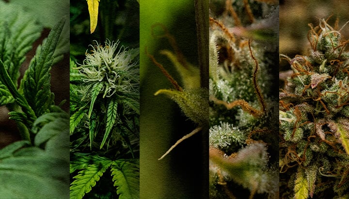 Autoflower Buiten Kweken: Wekelijkse Tijdslijn (Start Mei) Outdoor autoflower groeischema: Bekijk de week-tot-week ontwikkeling van een cannabis autoflower die in mei is geplant, van zaailing tot oogst. Volg de voortgang visueel.