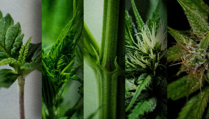 Photoperiode Buiten Kweken: Wekelijkse Tijdslijn (Start Mei) Outdoor photoperiode groeischema: Bekijk de week-tot-week ontwikkeling van een cannabis photoperiode die in mei is geplant, van zaailing tot pre-bloei. Volg de voortgang visueel.