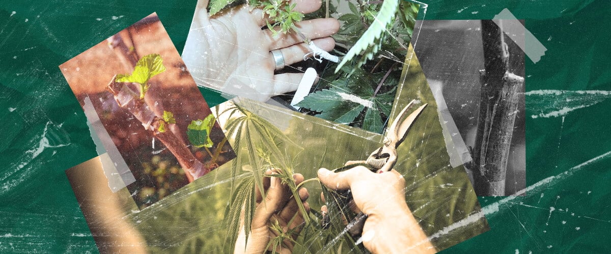 Wat Is Cannabis Enten? Het Proces en de Voordelen Begrijpen Leer over cannabis enten: wat het is, de voordelen voor kwekers en hoe deze plantenvermeerderingstechniek stap voor stap werkt. Verken cannabis entmethoden.