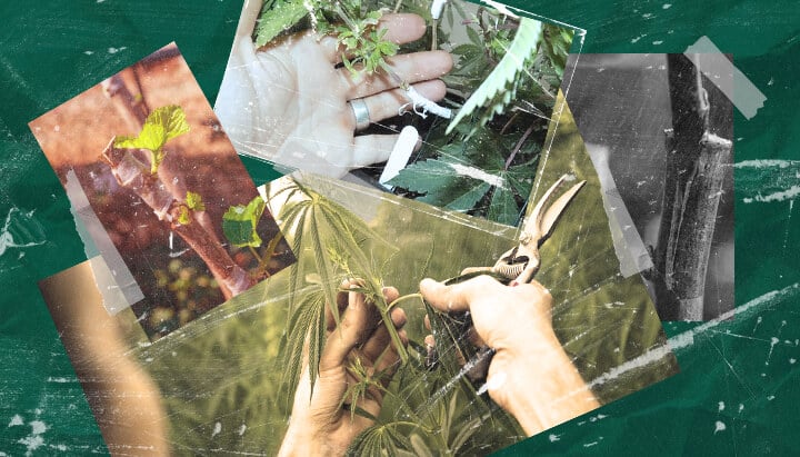 Wat Is Cannabis Enten? Het Proces en de Voordelen Begrijpen Leer over cannabis enten: wat het is, de voordelen voor kwekers en hoe deze plantenvermeerderingstechniek stap voor stap werkt. Verken cannabis entmethoden.