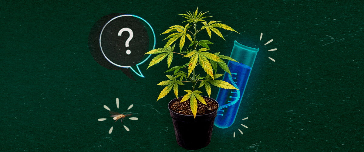 Wat is het CCYV-virus in cannabis? Cannabisplant met reageerbuis en vraagteken op groene achtergrond, onderzoek naar CCYV-virus.