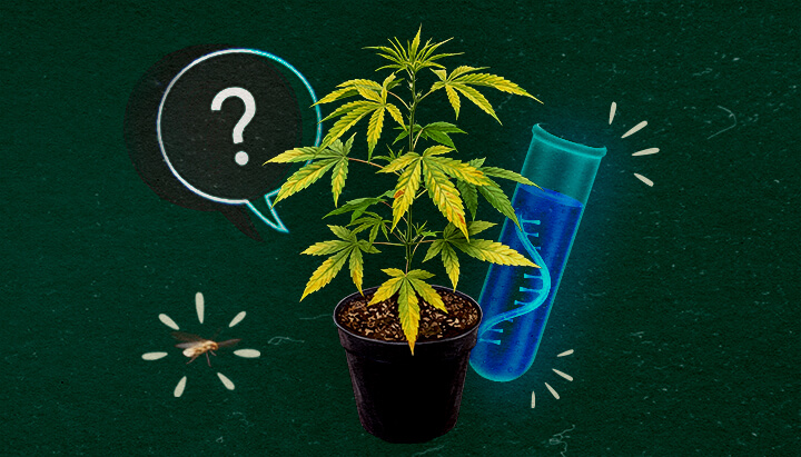 Wat is het CCYV-virus in cannabis? Cannabisplant met reageerbuis en vraagteken op groene achtergrond, onderzoek naar CCYV-virus.