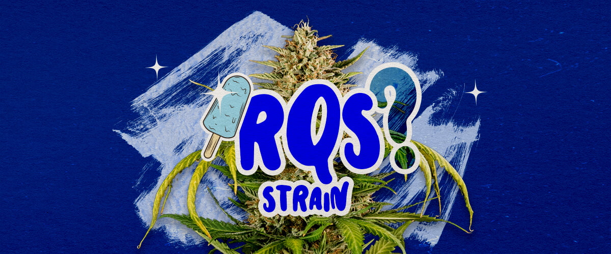 Blue Gelato Stam Informatie Cannabis Gids Een illustratie van een Blue Gelato cannabisbloem met paarse tinten en oranje pistillen, met fruitige blauwe bessen- en romige aroma-elementen, tegen een groene achtergrond, die belangrijke informatie biedt over de Blue Gelato stam.