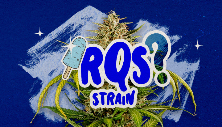 Blue Gelato Stam Informatie Cannabis Gids Een illustratie van een Blue Gelato cannabisbloem met paarse tinten en oranje pistillen, met fruitige blauwe bessen- en romige aroma-elementen, tegen een groene achtergrond, die belangrijke informatie biedt over de Blue Gelato stam.