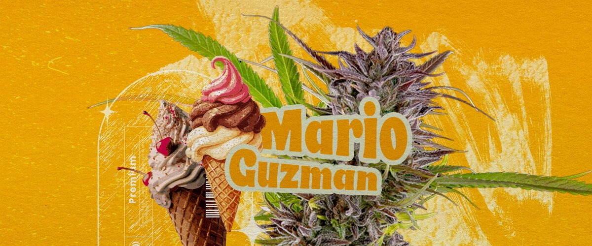 Oorsprong en geschiedenis van Gelato wiet Een illustratie met een cannabisbloem, de tekst