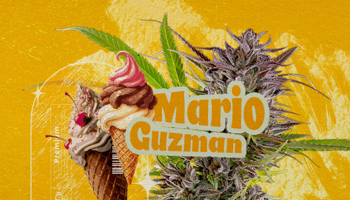 Oorsprong en geschiedenis van Gelato wiet Een illustratie met een cannabisbloem, de tekst