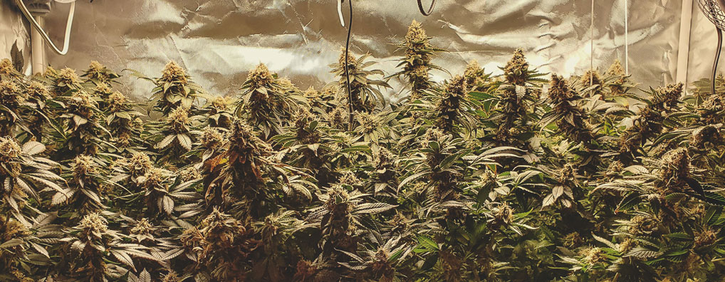 White Widow