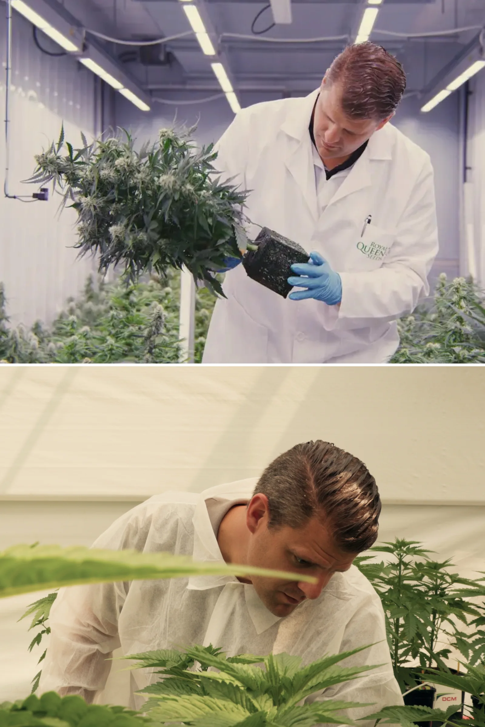 Maikel inspecteert fotoperiode F1-hybride cannabisplanten in een gecontroleerde onderzoekskas, met hands-on plantevaluatie, rijpe bloemen, gezond blad en omstandigheden voor een breedingproef.