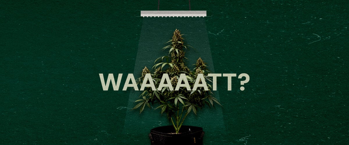 Waarom het Wattage van Growlichten Belangrijk Is Cannabis Een illustratie van een cannabisplant onder een growlight met de tekst