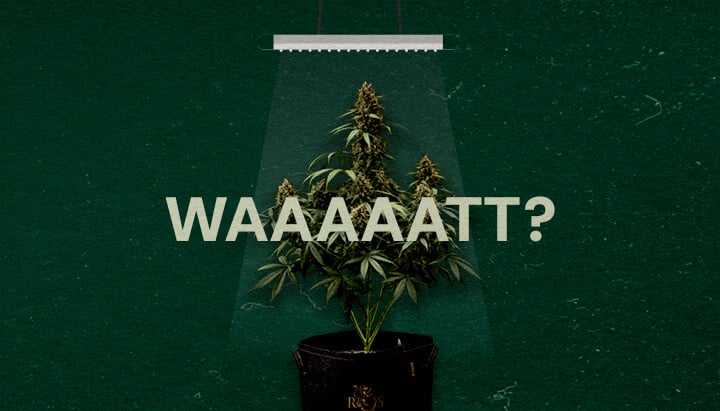 Waarom het Wattage van Growlichten Belangrijk Is Cannabis Een illustratie van een cannabisplant onder een growlight met de tekst