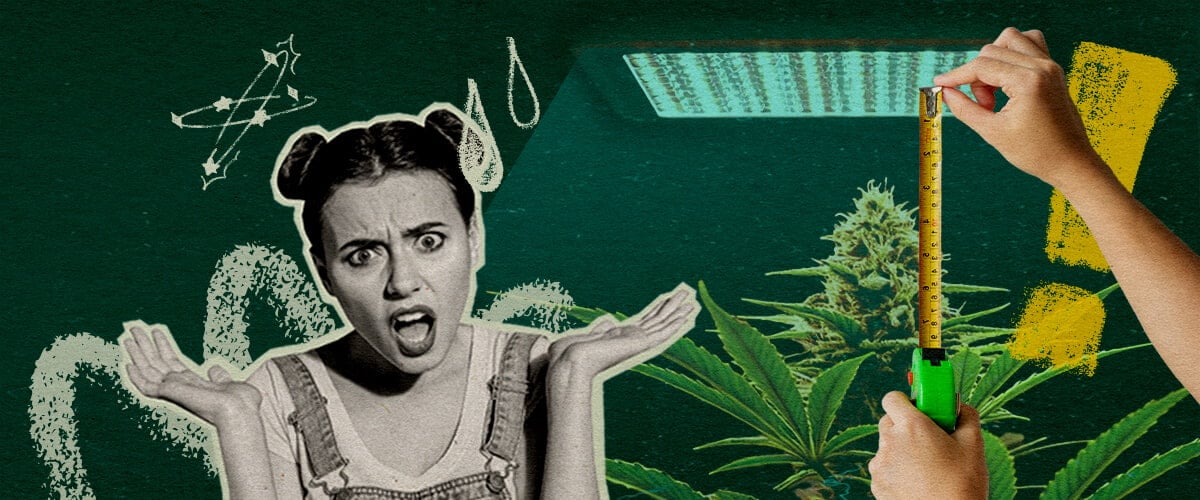 Waarom Lichtafstand Belangrijk Is: Lichtopstelling Afbeelding Cannabisplant met groeilicht en meetlint, benadrukt het belang van lichtafstand voor plantgezondheid op een donkergroene achtergrond, ideaal voor cannabis kweektips.