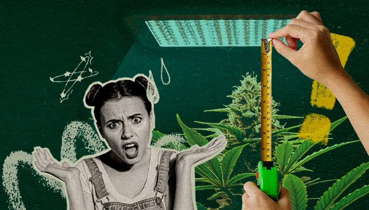 Waarom Lichtafstand Belangrijk Is: Lichtopstelling Afbeelding Cannabisplant met groeilicht en meetlint, benadrukt het belang van lichtafstand voor plantgezondheid op een donkergroene achtergrond, ideaal voor cannabis kweektips.