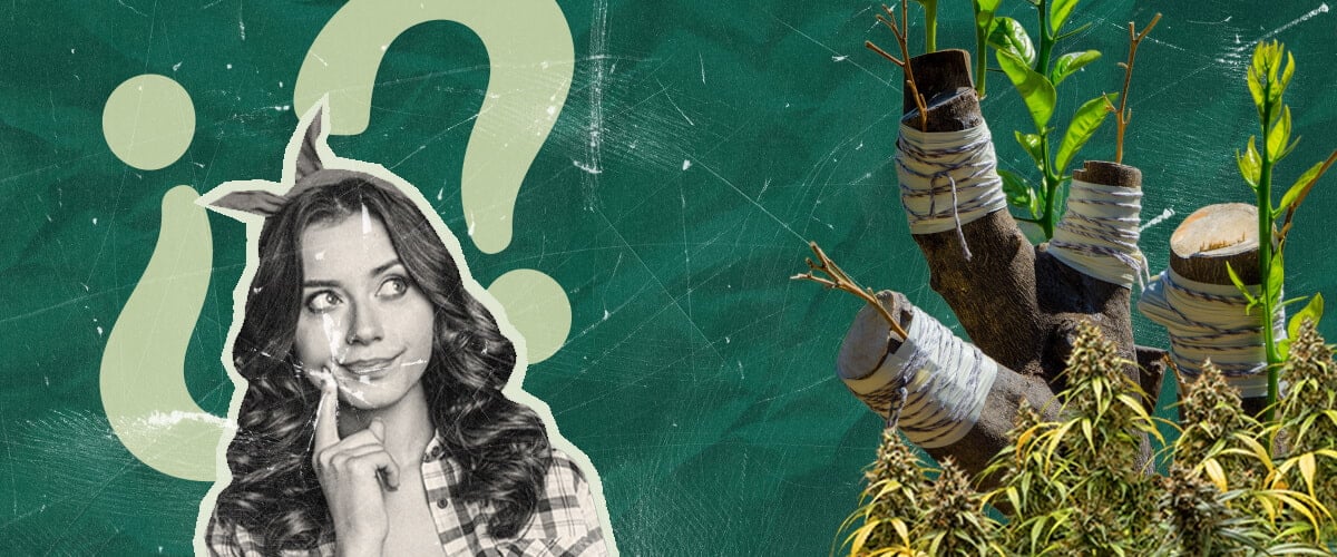 Waarom Marihuanaplanten Enten? De Voordelen Verkennen Ontdek de redenen om marihuanaplanten te enten. Verken de voordelen van deze 4000 jaar oude techniek voor de cannabisteelt, aantrekkelijk voor zowel onderzoekers als thuiskwekers.