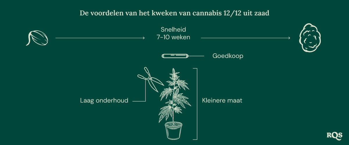 12-12 Cannabis Light Cycle advantages