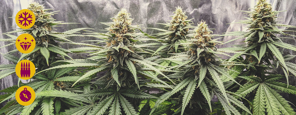 Afghan Afghan