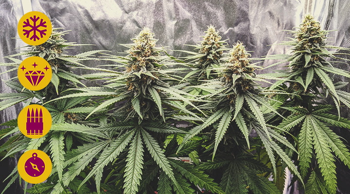 Afghan Afghan