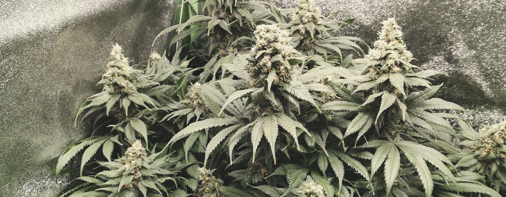 Amnesia Haze Amnesia Haze