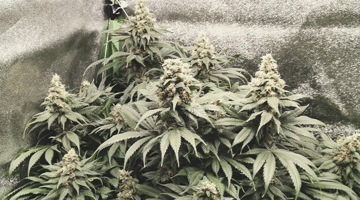 Amnesia Haze Amnesia Haze