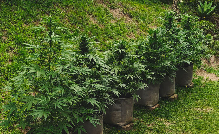 Amnesia Haze Automatic Amnesia Haze Automatic