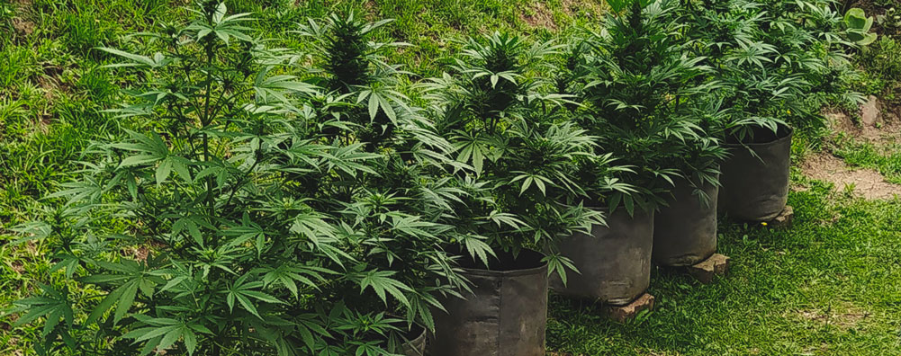 Amnesia Haze Automatic Amnesia Haze Automatic