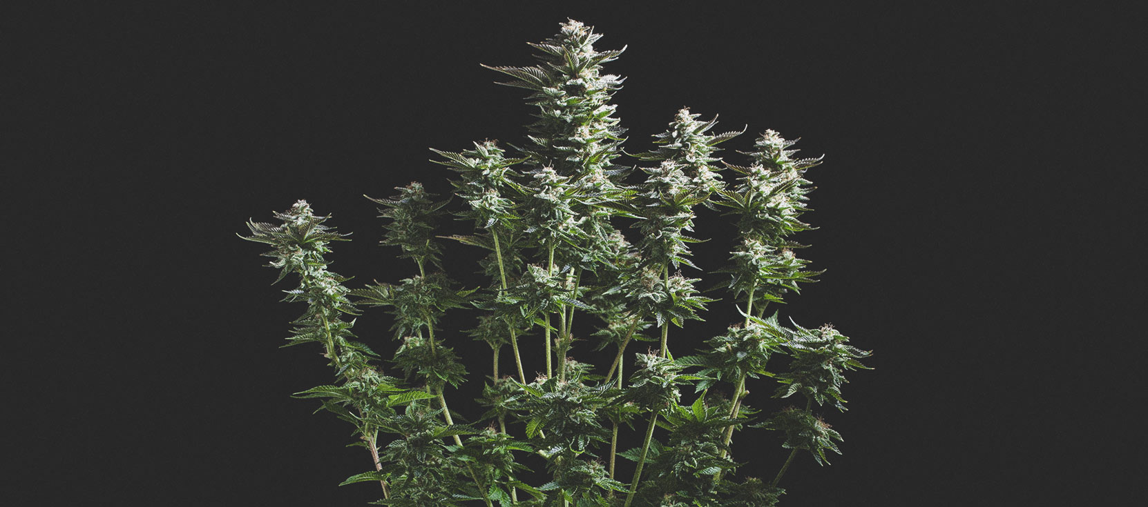 Amnesia Haze