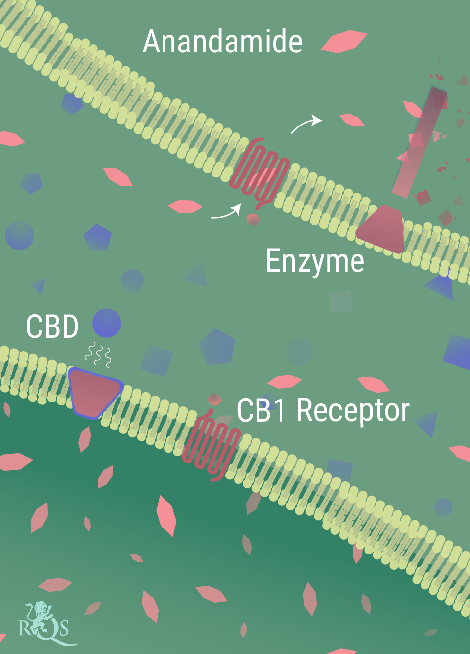 Hoe werkt CBD met het lichaam samen? Hoe werkt CBD met het lichaam samen?