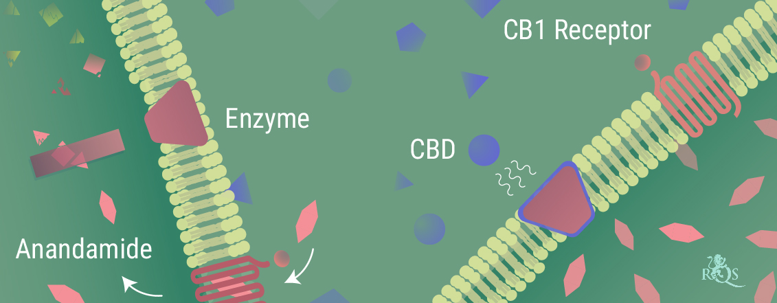 Hoe werkt CBD met het lichaam samen? Hoe werkt CBD met het lichaam samen?