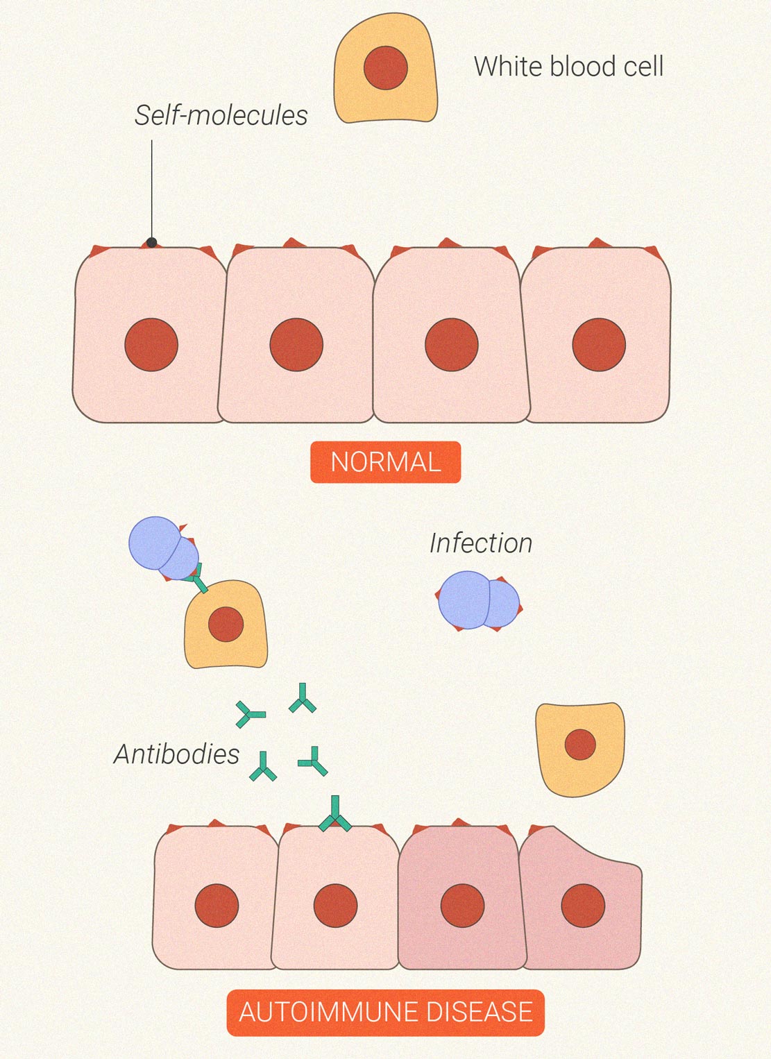 Hoe beïnvloedt wiet het immuunsysteem?
