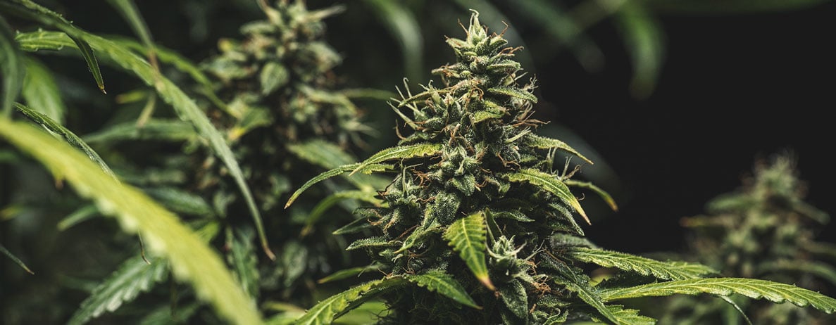 Hoe weet je of je autoflower oogstklaar is? Hoe weet je of je autoflower oogstklaar is?