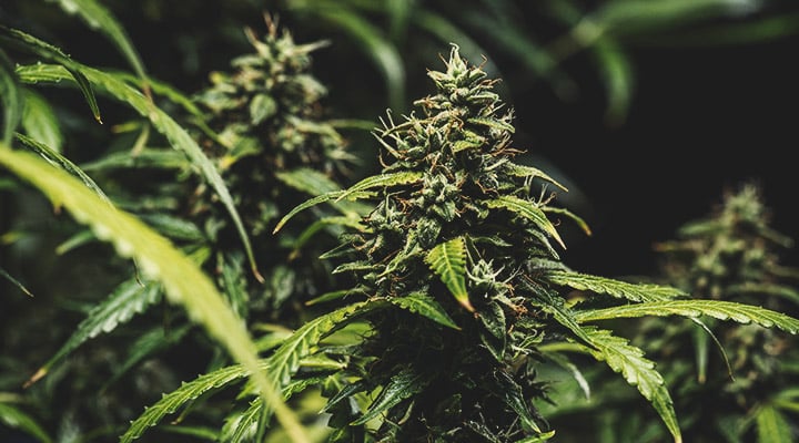 Hoe weet je of je autoflower oogstklaar is? Hoe weet je of je autoflower oogstklaar is?