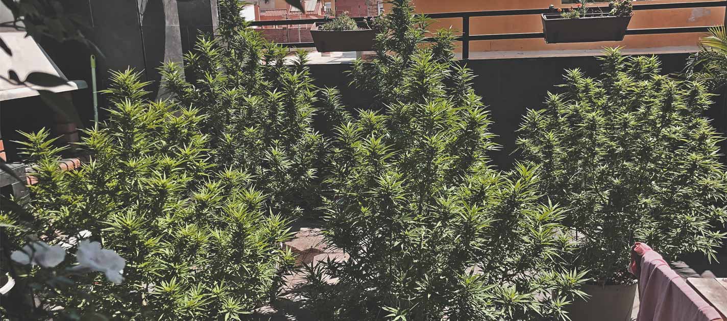 Hoe Kweek Je Wiet op een Balkon of Terras? Hoe Kweek Je Wiet op een Balkon of Terras?
