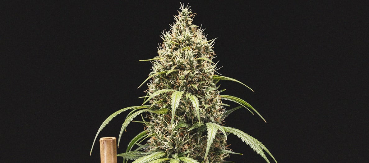 Cookies Gelato Automatic Grow Report Cookies Gelato Automatic Grow Report