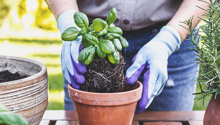 Growing basil