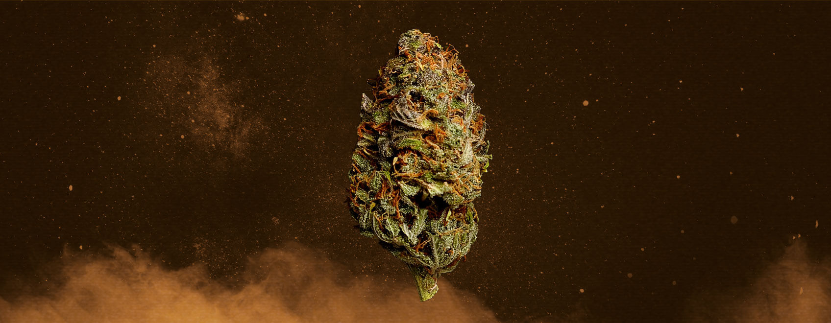 Stardawg Cannabis Strain