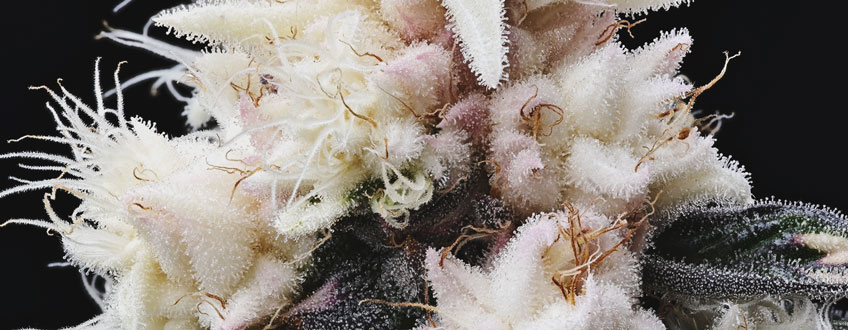Albino Weed Albino Weed