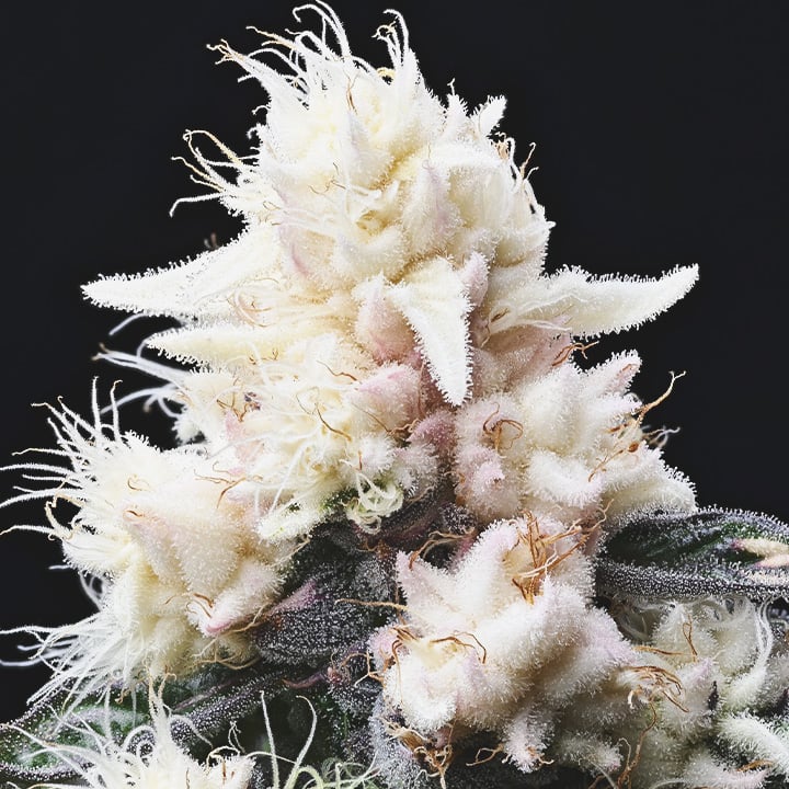 Albino Weed Albino Weed