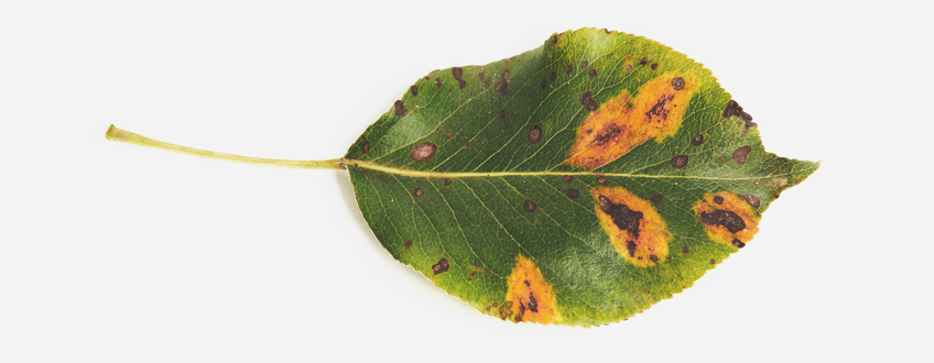 Leaf Septoria