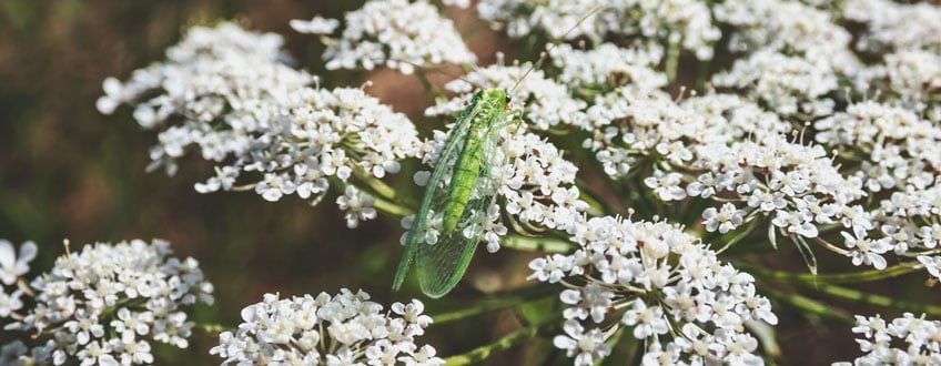 Beneficial Insects