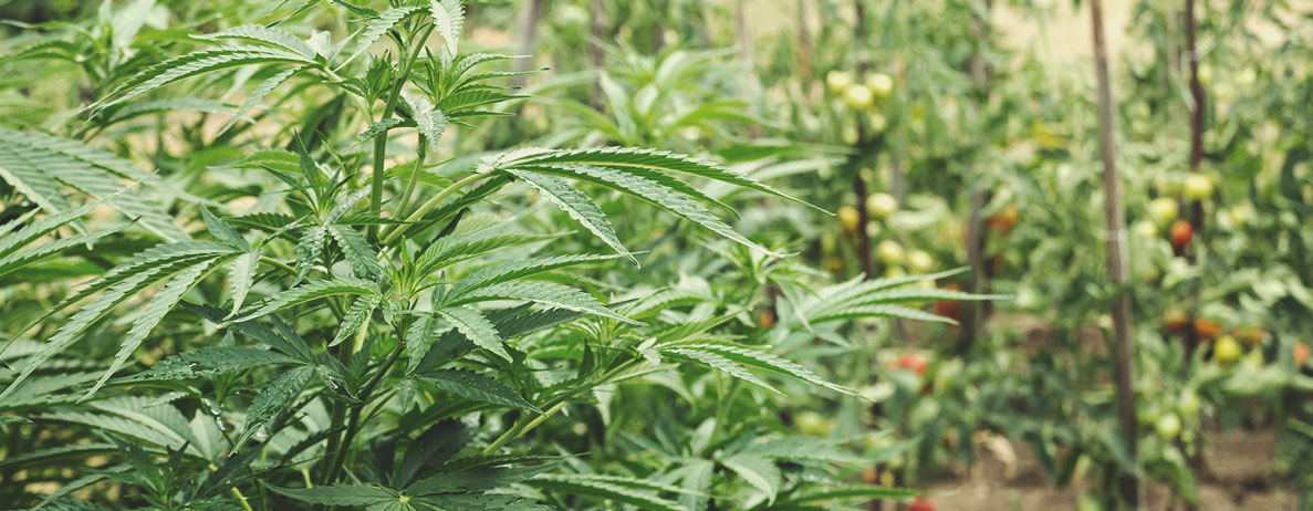 Zo Begin Je Een Regeneratieve Cannabisteelt Zo Begin Je Een Regeneratieve Cannabisteelt