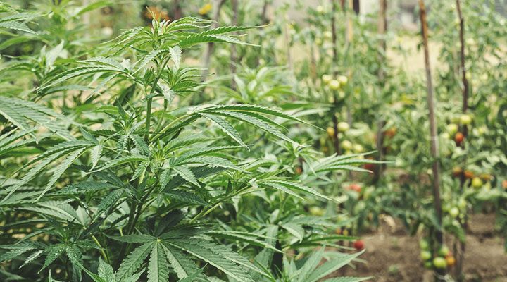 Zo Begin Je Een Regeneratieve Cannabisteelt Zo Begin Je Een Regeneratieve Cannabisteelt
