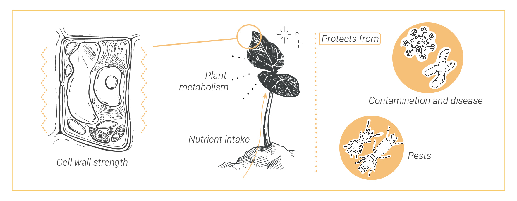 Silicium Gebruiken om Gezondere Wietplanten te Kweken