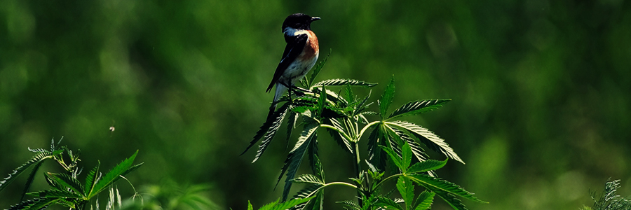 VOGELS