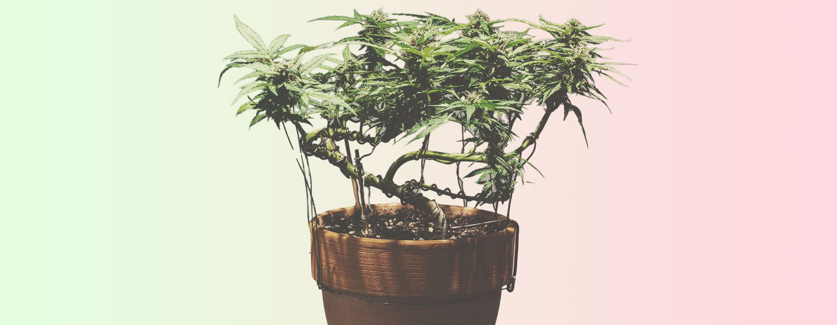 Bonsai Cannabis