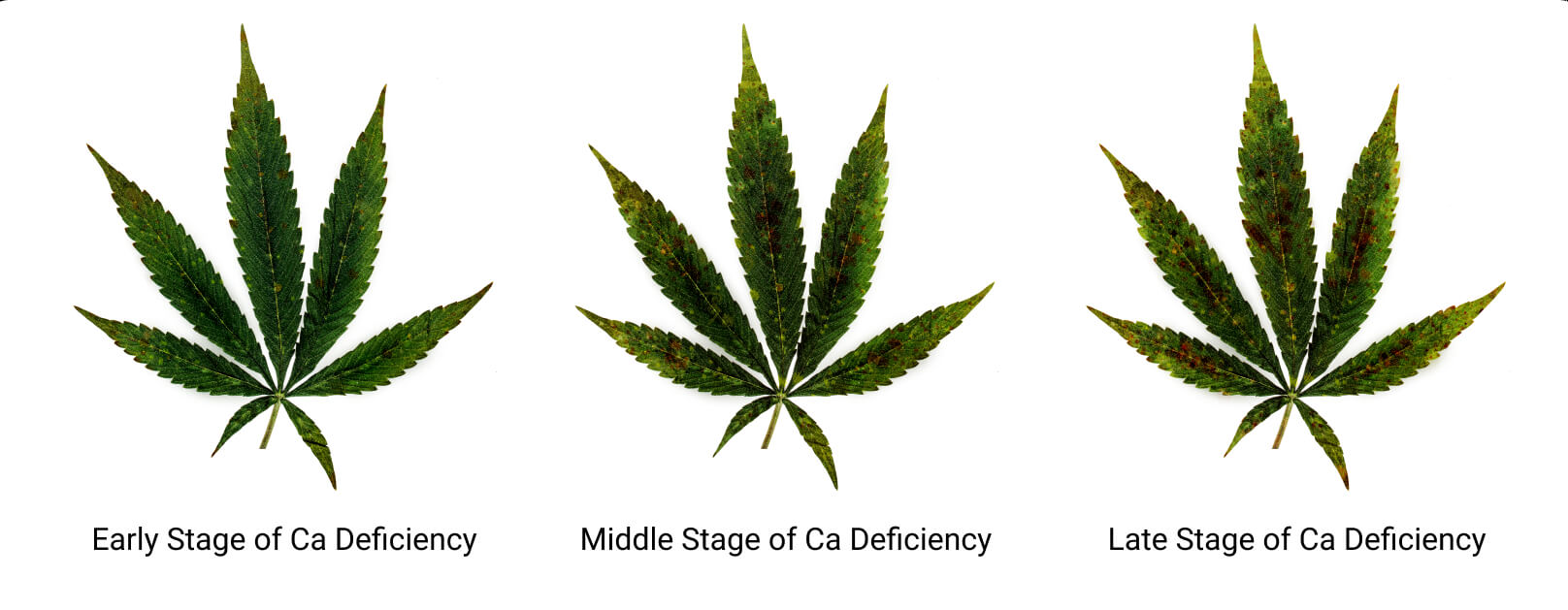 Stages Stages