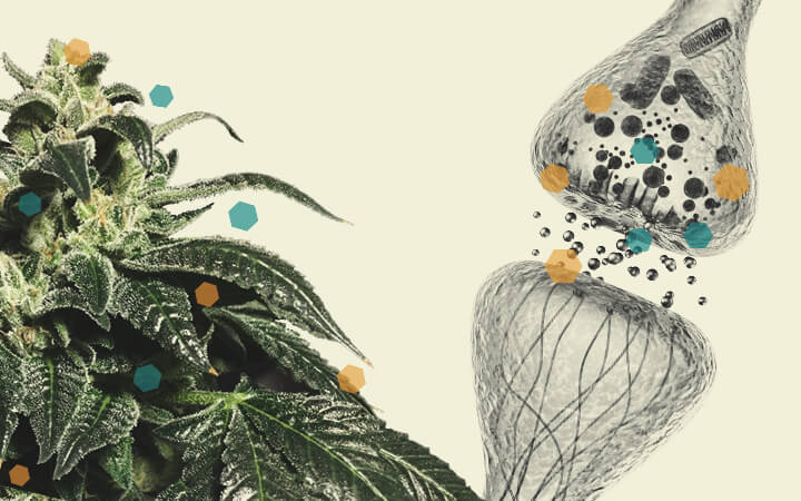 Interactie tussen Cannabis en Chemotherapie