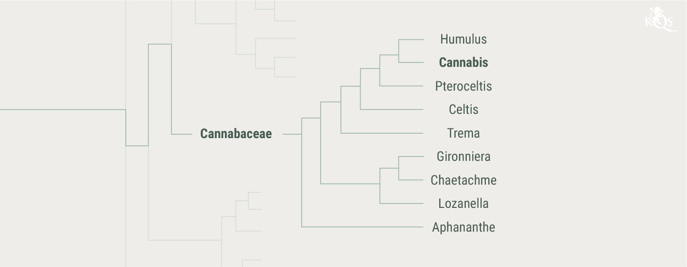 Achtergrond van Cannabaceae