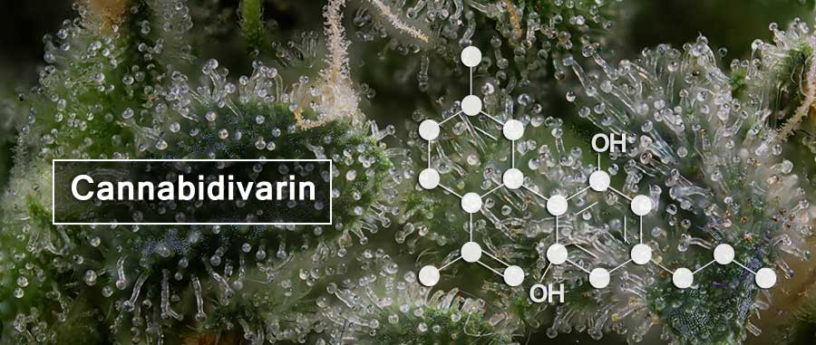 Cannabidivarin